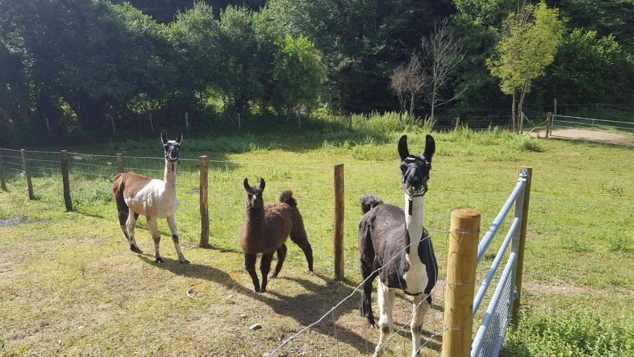 La Ferme Des Andes - Gite L'Atelier Quins Zewnętrze zdjęcie