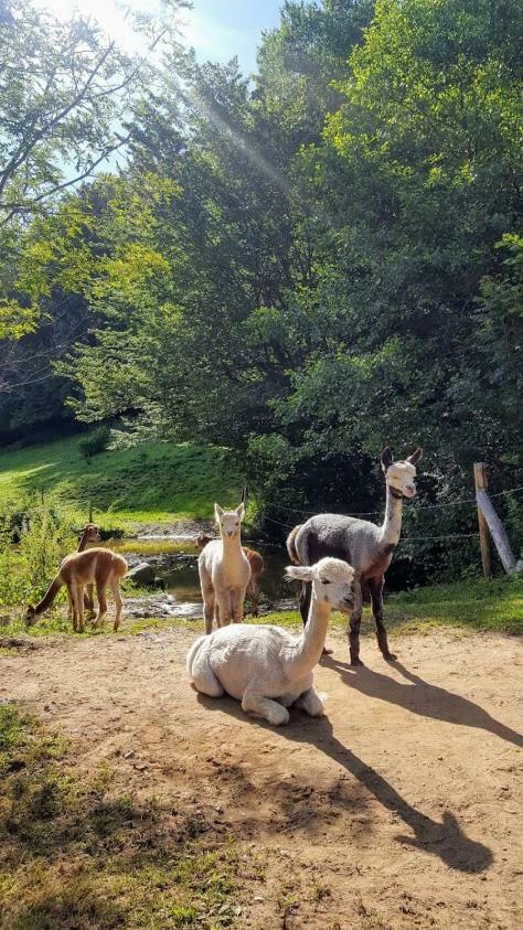 La Ferme Des Andes - Gite L'Atelier Quins Zewnętrze zdjęcie